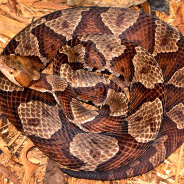 Do Copperhead Snakes Hibernate: Winter Habits