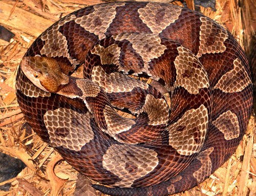 Do Copperhead Snakes Hibernate: Winter Habits