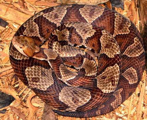 Do Copperhead Snakes Hibernate: Winter Habits