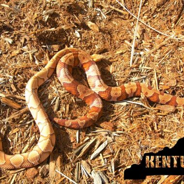 Do Copperhead Snakes Smell Like Cucumbers: Facts