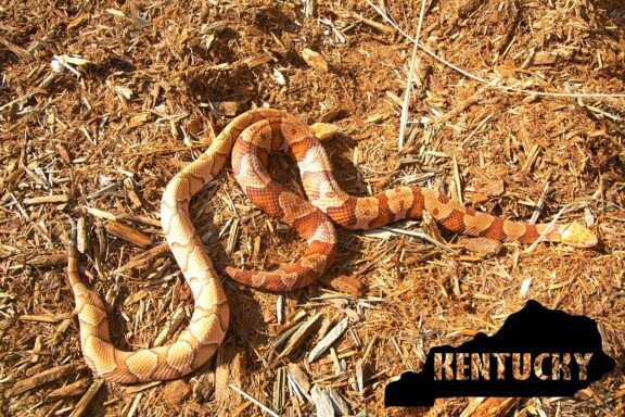 Do Copperhead Snakes Smell Like Cucumbers: Facts