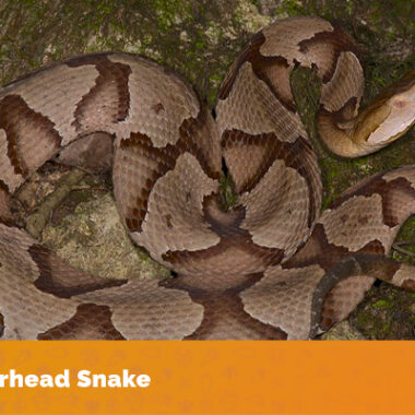 Do Copperheads Like Water: Habitat Preferences