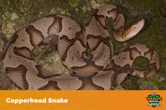 Do Copperheads Like Water: Habitat Preferences