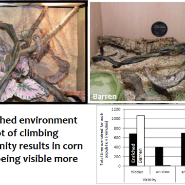 Do Corn Snakes Like to Climb? Behavior Insights