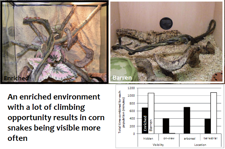 Do Corn Snakes Like to Climb? Behavior Insights