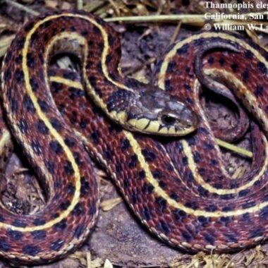 Do Garter Snake Have Teeth: Anatomy Guide