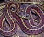 Do Garter Snake Have Teeth: Anatomy Guide