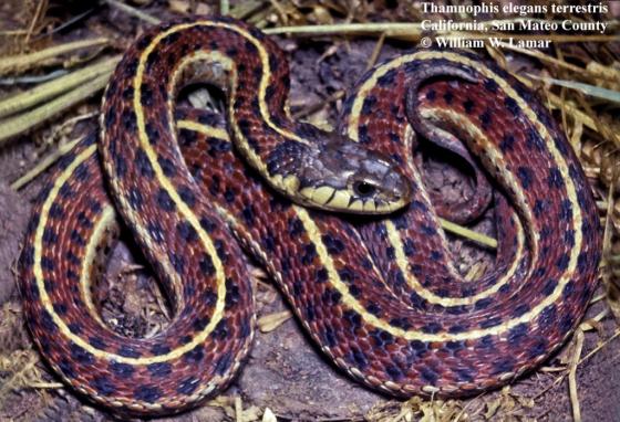 Do Garter Snake Have Teeth: Anatomy Guide