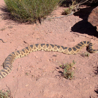 Do Gopher Snakes Bite Humans: Safety Facts