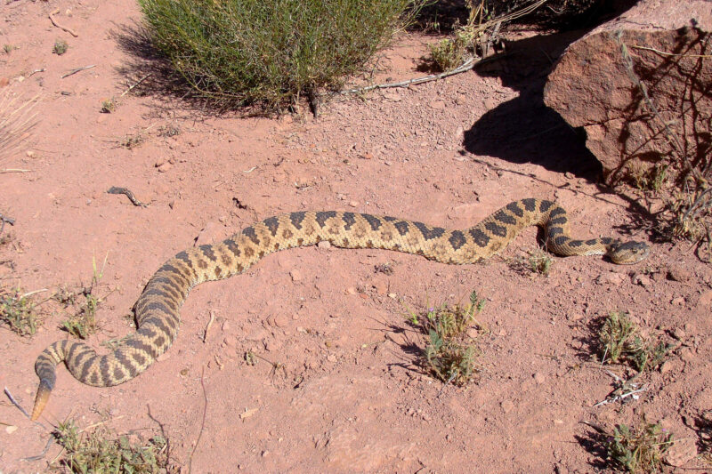 Do Gopher Snakes Bite Humans: Safety Facts