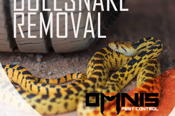 Do Gopher Snakes Bite? Understanding Their Behavior