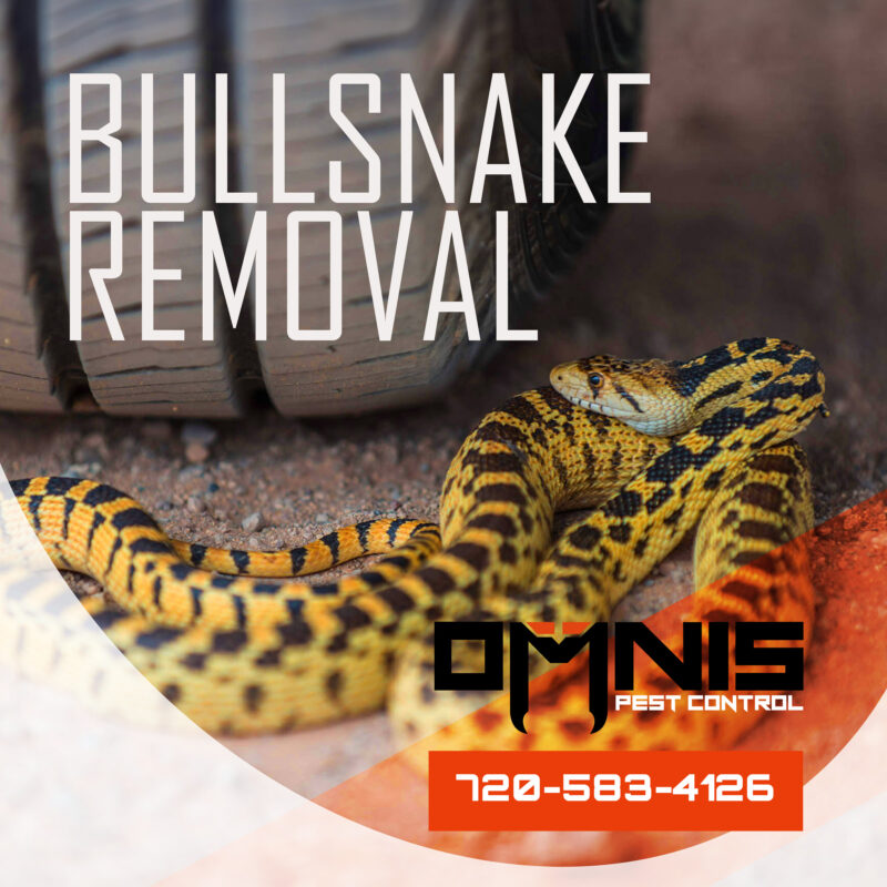 Do Gopher Snakes Bite? Understanding Their Behavior