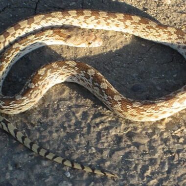 Do Gopher Snakes Climb Trees: Behavior Guide