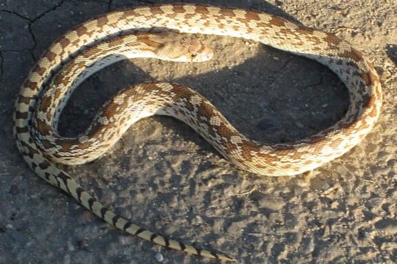 Do Gopher Snakes Climb Trees: Behavior Guide