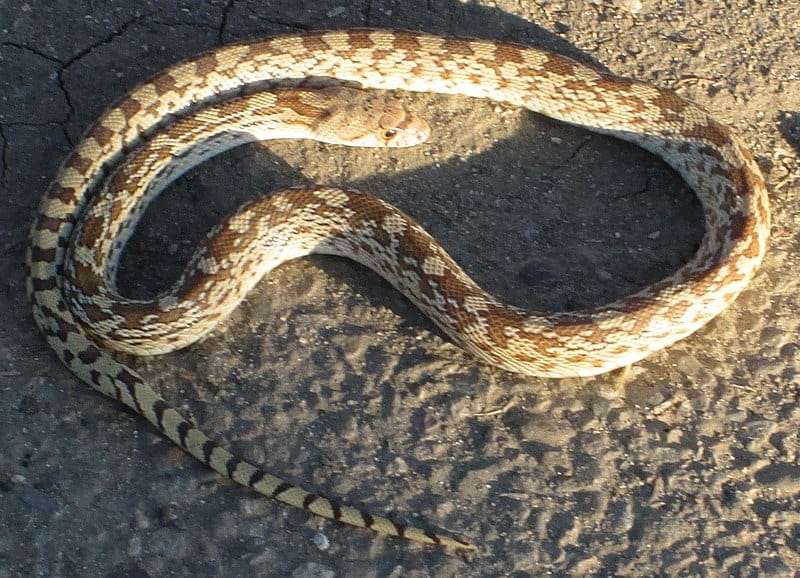 Do Gopher Snakes Climb Trees: Behavior Guide