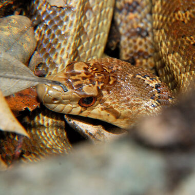 Do Gopher Snakes Eat Gophers: Prey Guide