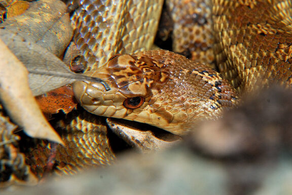 Do Gopher Snakes Eat Gophers: Prey Guide