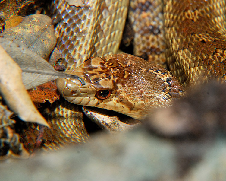 Do Gopher Snakes Eat Gophers: Prey Guide