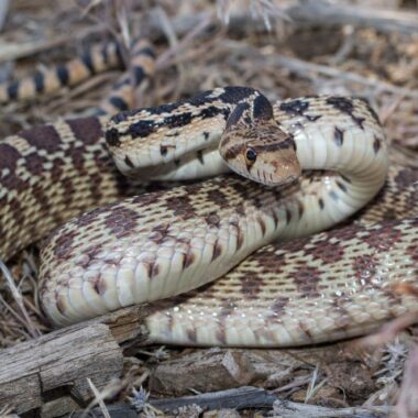 Do Gopher Snakes Eat Rattlesnakes? Facts