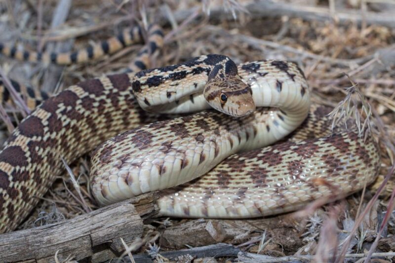 Do Gopher Snakes Eat Rattlesnakes? Facts