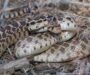 Do Gopher Snakes Eat Rattlesnakes? Facts