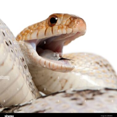 Do Gopher Snakes Have Fangs: Dental Structure