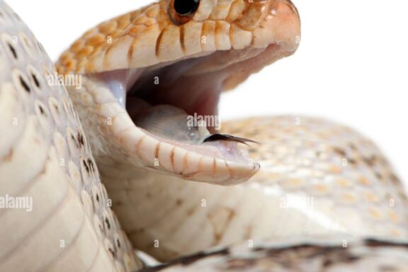 Do Gopher Snakes Have Fangs: Dental Structure