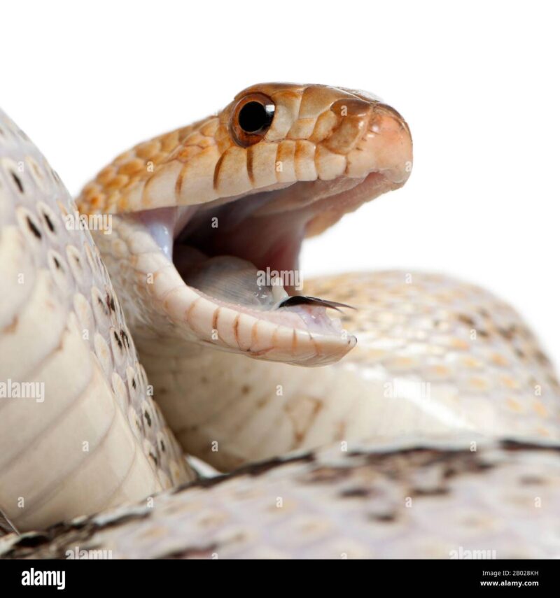 Do Gopher Snakes Have Fangs: Dental Structure