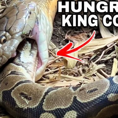 Do King Cobras Eat Other Snakes?