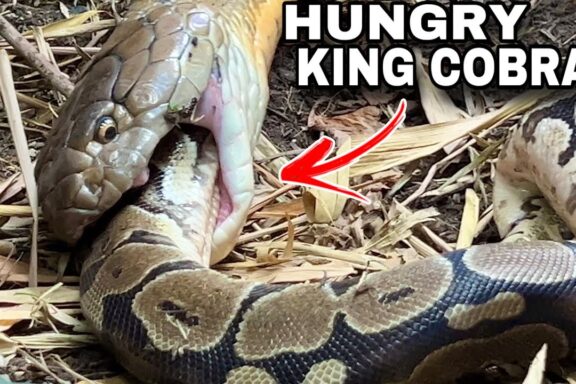 Do King Cobras Eat Other Snakes?