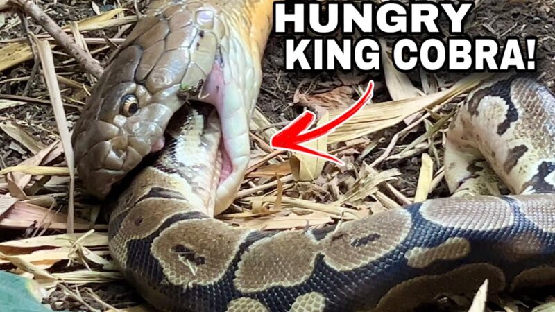 Do King Cobras Eat Other Snakes?