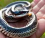 Do King Snakes Bite: Behavior & Safety Guide