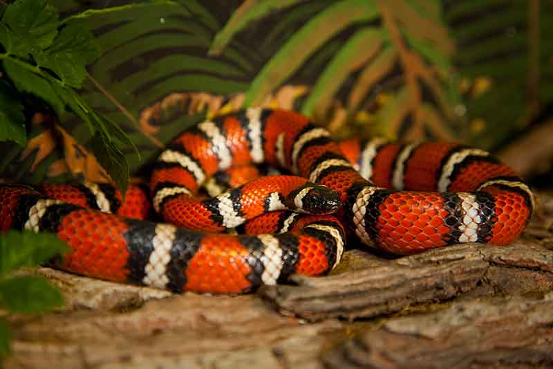 Do King Snakes Eat Other Snakes: Feeding Guide