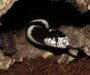 Do King Snakes Eat Rattlesnakes: Predation Facts