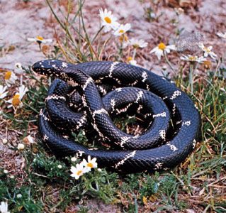 Do King Snakes Lay Eggs: Reproduction Facts