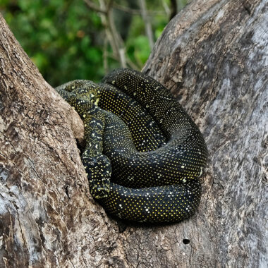 Do Water Snakes Hibernate: Winter Behavior