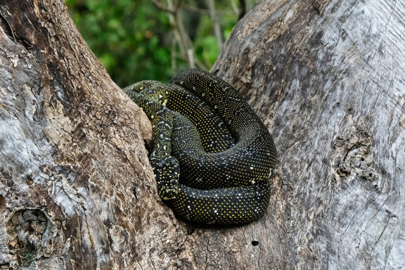 Do Water Snakes Hibernate: Winter Behavior