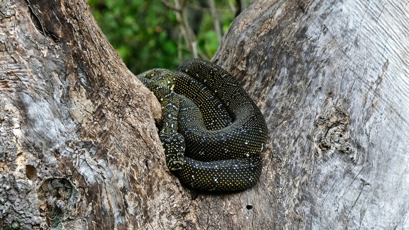 Do Water Snakes Hibernate: Winter Behavior