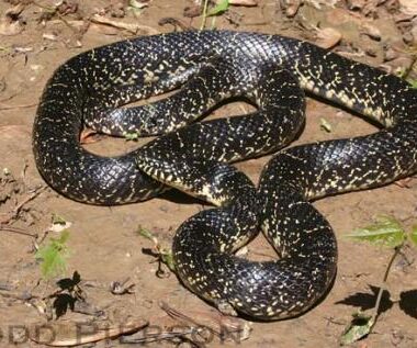 Eastern King Snake: Species Guide & Identification