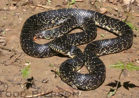 Eastern King Snake: Species Guide & Identification