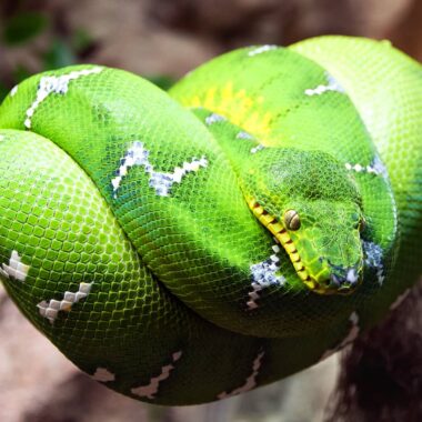 Emerald Tree Boa vs Green Tree Python: Key Differences