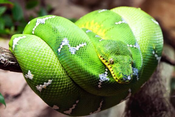 Emerald Tree Boa vs Green Tree Python: Key Differences