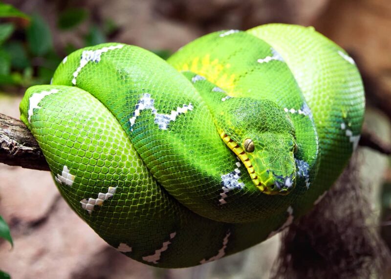 Emerald Tree Boa vs Green Tree Python: Key Differences