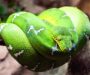 Emerald Tree Boa vs Green Tree Python: Key Differences