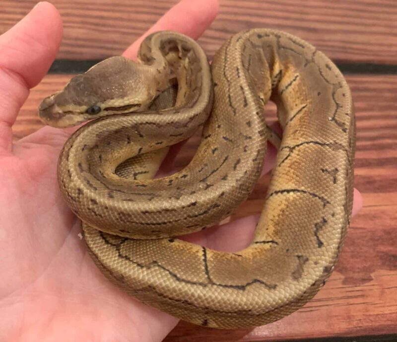 Encouraging Your Ball Python to Drink Water