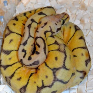 Essential Ball Python Husbandry Practices