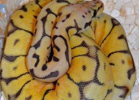 Essential Ball Python Husbandry Practices