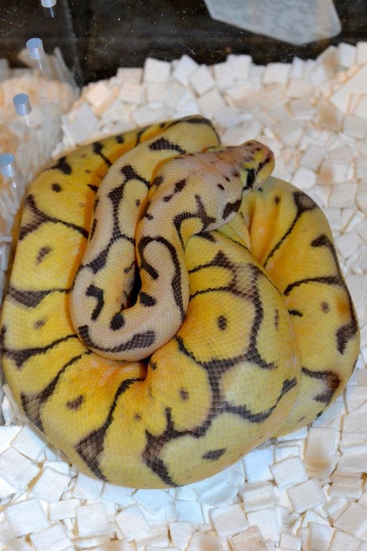 Essential Ball Python Husbandry Practices