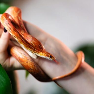 Essential Corn Snake Starter Kit Checklist