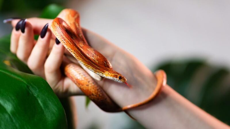 Essential Corn Snake Starter Kit Checklist